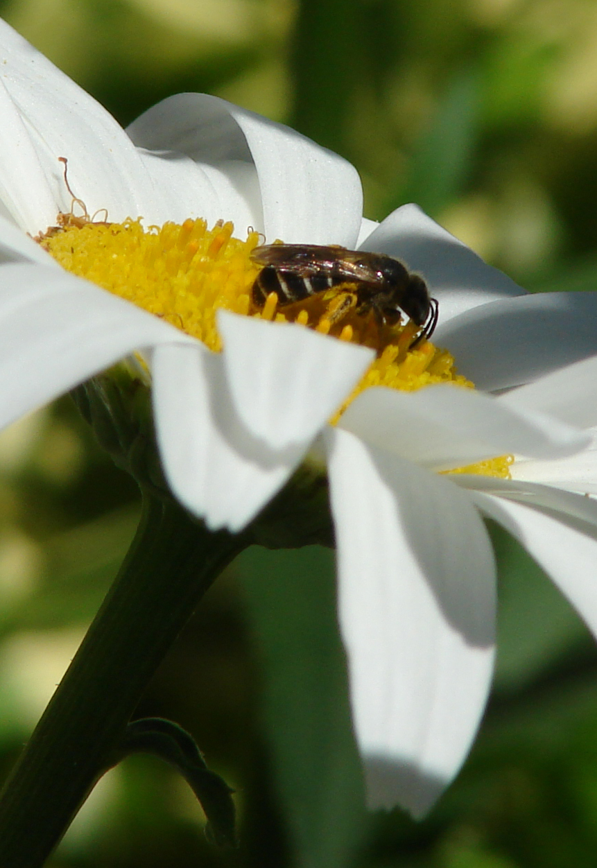 Honey Bee on Shasta daisy 1, Toronto, Canada