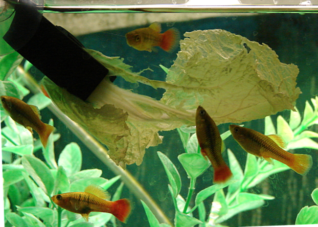 Platy tropical fish learn to eat their vegetables. Toronto, Canada, Photo2 by Don Tai