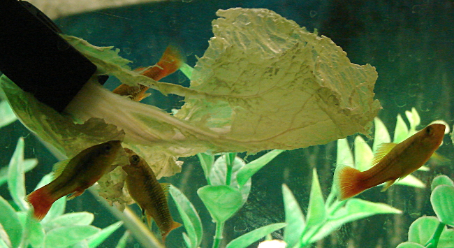 Platy tropical fish learn to eat their vegetables. Toronto, Canada, Photo3 by Don Tai